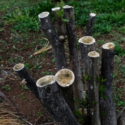 TRONCHI. Fotografie di Giulio Azzarello ©2022.