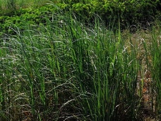 ISOLA di STROMBOLI fotografie di Giulio Azzarello &copy;2020.