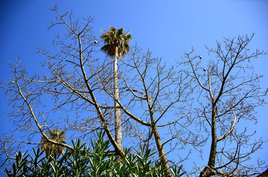 MACCHIA MEDITERRANEA in Sicilia. Fotografie di Giulio Azzarello &copy;2106.