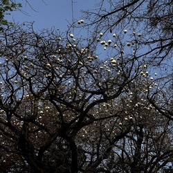 ORTO BOTANICO. Fotografie di Giulio Azzarello &copy;2024.