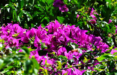 NATURA Violette siciliane in un tipico giardino in estate. Fotografie di Giulio Azzarello &copy;2014.