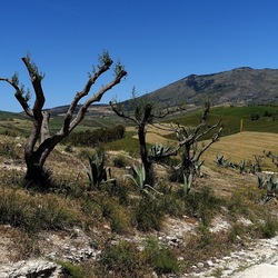 SEGESTA. Fotografie di Giulio Azzarello ©2024. SEGESTA. Fotografie di Giulio Azzarello ©2024.