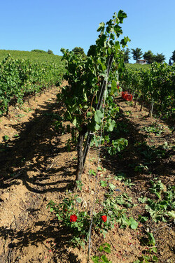 VENDEMMIA a S.Cristina Gela in Sicilia. Fotografie di Giulio Azzarello &copy;2016.