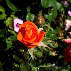 ROSETO. Fotografie di Giulio Azzarello &copy;2022.