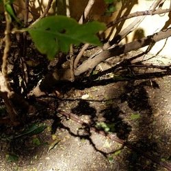 ORTO BOTANICO DI PALERMO. Fotografie di Giulio Azzarello ©2022. ORTO BOTANICO DI PALERMO. Fotografie di Giulio Azzarello ©2022.