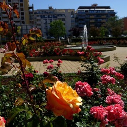 ROSETO. Fotografie di Giulio Azzarello &copy;2022.