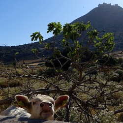 BESTIE. Fotografie di Giulio Azzarello ©2022. BESTIE. Fotografie di Giulio Azzarello ©2022.