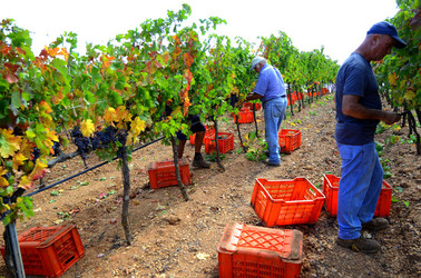 VENDEMMIA di AUTUNNO a S.Cristina Gela in Sicilia. Fotografie di Giulio Azzarello &copy;2016.