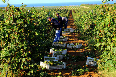VENDEMMIA a Mazzara del Vallo in Sicilia con i contadini. Fotografie di Giulio Azzarello ©2016. VENDEMMIA a Mazzara del Vallo in Sicilia con i contadini. Fotografie di Giulio Azzarello ©2016.