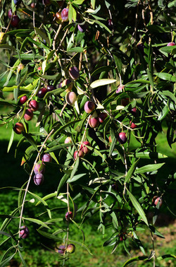 ULIVETO in autunno. Fotografie di Giulio Azzarello ©2014. ULIVETO in autunno. Fotografie di Giulio Azzarello ©2014.