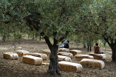 ULIVETO SICILIANO. Fotografie di Giulio Azzarello ©2022.
