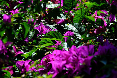 NATURA Violette siciliane in un tipico giardino in estate. Fotografie di Giulio Azzarello &copy;2014.