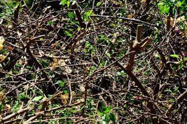HABITAT NATURA in campagna. Fotografie di Giulio Azzarello ©2015 2016. HABITAT NATURA in campagna. Fotografie di Giulio Azzarello ©2015 2016.