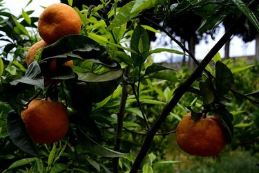 ZAGARA. Fotografie di Giulio Azzarello ©2022. ZAGARA. Fotografie di Giulio Azzarello ©2022.