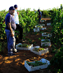 VENDEMMIA a Mazzara del Vallo in Sicilia con i contadini. Fotografie di Giulio Azzarello ©2016. VENDEMMIA a Mazzara del Vallo in Sicilia con i contadini. Fotografie di Giulio Azzarello ©2016.