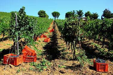 VENDEMMIA a S.Cristina Gela in Sicilia. Fotografie di Giulio Azzarello &copy;2016.