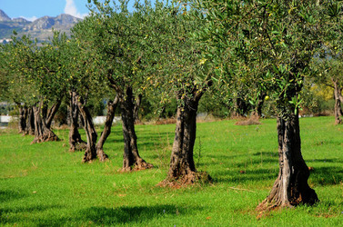 CALTABELLOTTA in Sicilia. Fotografie di Giulio Azzarello ©2014.