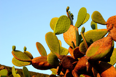 ISOLA DI USTICA la natura. Fotografie di Giulio Azzarello &copy;2016.