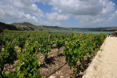 VIGNETO AGRITURISTICO PLANETA a Sambuca di Sicilia. Fotografie di Giulio Azzarello &copy;2014.