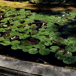ORTO BOTANICO DI PALERMO. Fotografie di Giulio Azzarello ©2022. ORTO BOTANICO DI PALERMO. Fotografie di Giulio Azzarello ©2022.