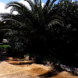 MONDELLO fotografie di Giulio Azzarello ©2021. MONDELLO fotografie di Giulio Azzarello ©2021.