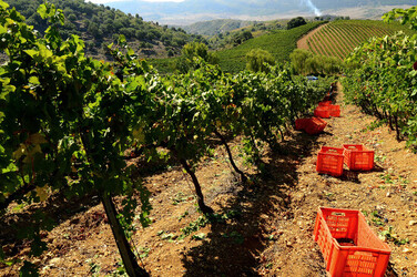 VENDEMMIA a S.Cristina Gela in Sicilia. Fotografie di Giulio Azzarello &copy;2016.