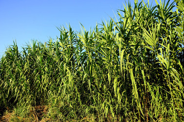 ISOLA DI USTICA la natura. Fotografie di Giulio Azzarello &copy;2016.