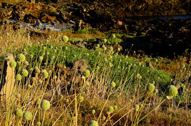 ISOLA DI USTICA la natura. Fotografie di Giulio Azzarello &copy;2016.