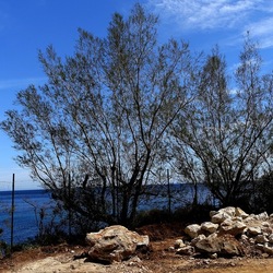 PIANTE. Fotografie di Giulio Azzarello ©2022. PIANTE. Fotografie di Giulio Azzarello ©2022.