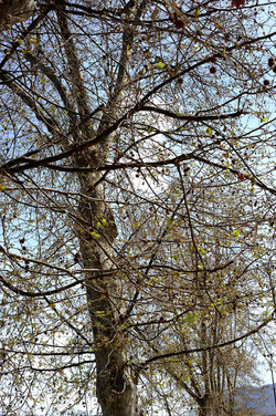VILLA BONANNO a Palermo. Fotografie di Giulio Azzarello &copy;2016.