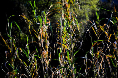 GOLE DELL ALCANTARA in Sicilia. Fotografie di Giulio Azzarello &copy;2016.
