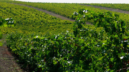 VIGNETO tipico siciliano a Salemi panoramiche e particolari. Fotografie di Giulio Azzarello &copy;2014.