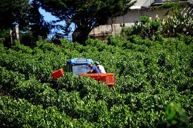 VENDEMMIA a S.Cristina Gela i coltivatori. Fotografie di Giulio Azzarello ©2016. VENDEMMIA a S.Cristina Gela i coltivatori. Fotografie di Giulio Azzarello ©2016.