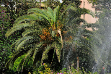IL GIARDINO INGLESE di Palermo. Fotografie di Giulio Azzarello &copy;2014.
