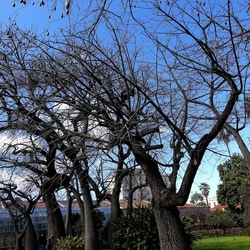 ORTO BOTANICO DI PALERMO. Fotografie di Giulio Azzarello ©2022. ORTO BOTANICO DI PALERMO. Fotografie di Giulio Azzarello ©2022.