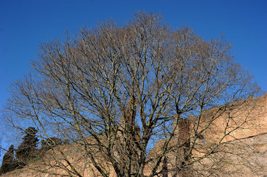 LE TERME DI CARACALLA a Roma visioni panoramiche o particolari. Fotografie di Giulio Azzarello &copy;2014.