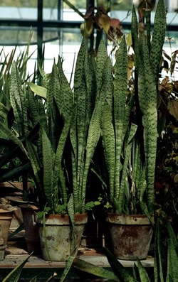 ORTO BOTANICO di Palermo. Fotografie di Giulio Azzarello ©2021.
