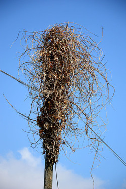 GRANDE NIDO spontaneo in campagna. Fotografie di Giulio Azzarello &copy;2014.