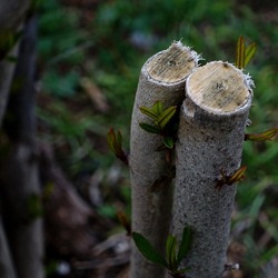 TRONCHI. Fotografie di Giulio Azzarello ©2022.