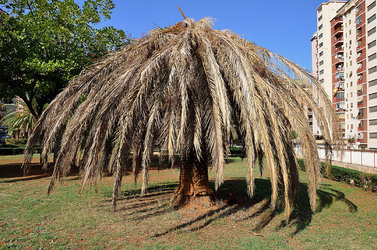 IL COLEOTTERO ROSSO e la moritura delle palme. Fotografie di Giulio Azzarello &copy;2014.
