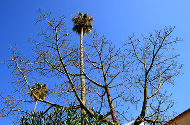 MACCHIA MEDITERRANEA in Sicilia. Fotografie di Giulio Azzarello &copy;2106.