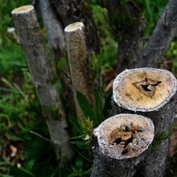 TRONCHI. Fotografie di Giulio Azzarello ©2022.