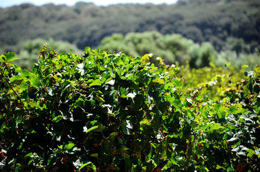 GORGHI TONDI oasi di vigneti e piante Mazzara del Vallo in Sicilia. Foto di Giulio Azzarello ©2016. GORGHI TONDI oasi di vigneti e piante Mazzara del Vallo in Sicilia. Foto di Giulio Azzarello ©2016.