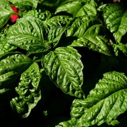 GIARDINO SICILIANO. Fotografie di Giulio Azzarello ©2022. GIARDINO SICILIANO. Fotografie di Giulio Azzarello ©2022.