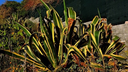 CAPO RAMA riserva naturale Terrasini. Fotografie di Giulio Azzarello &copy;2020.