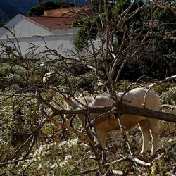 BESTIE. Fotografie di Giulio Azzarello ©2022. BESTIE. Fotografie di Giulio Azzarello ©2022.