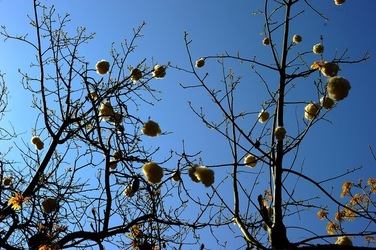 ORTO BOTANICO di Palermo nel maggio 2018. Fotografie di Giulio Azzarello &copy;2018.