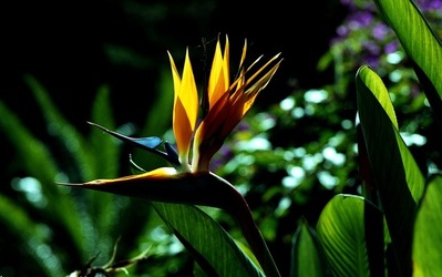 ORTO BOTANICO di Palermo. Fotografie di Giulio Azzarello ©2021.