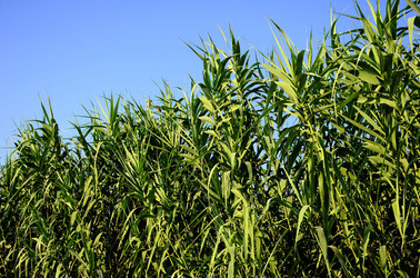 ISOLA DI USTICA la natura. Fotografie di Giulio Azzarello &copy;2016.