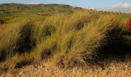 PAESAGGIO SICILIANO nel luogo delle macalube in Sicilia. Fotografie di Giulio Azzarello &copy;2014.